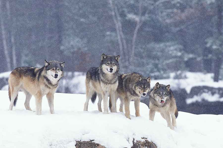 Wyoming Wolf Pack in Winter