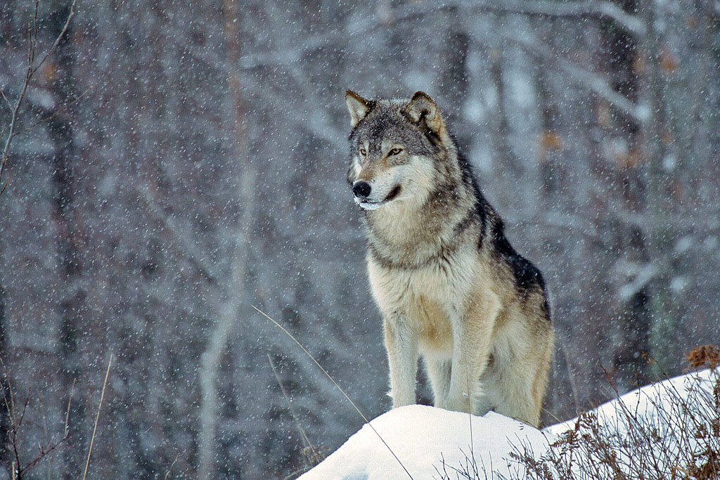 Wolf in snow