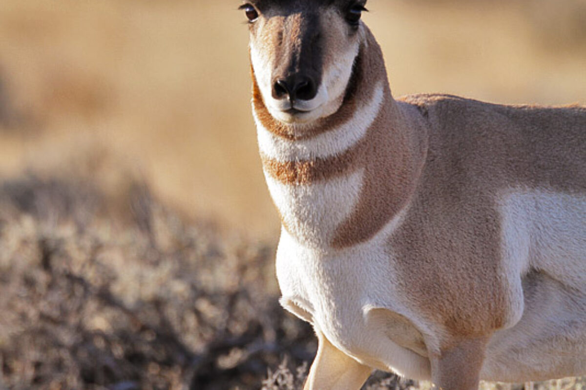 The Pronghorn Rut