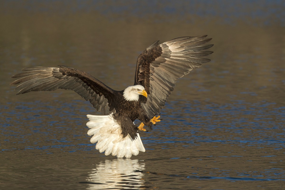 2026 “Bald Eagles of Alaska” Photography Tour