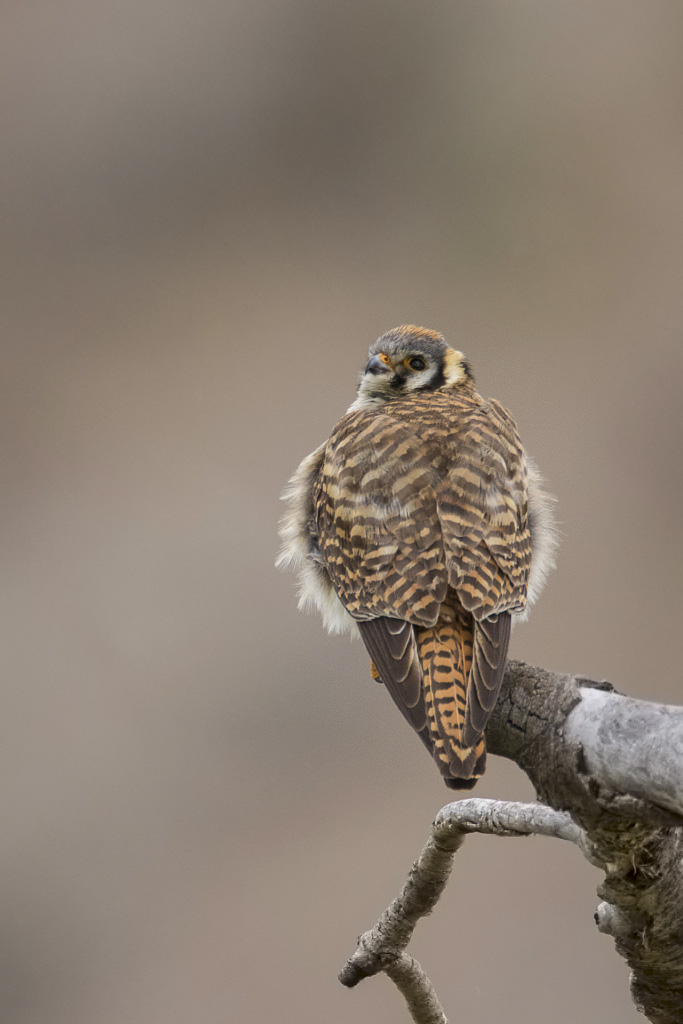 American kestrel