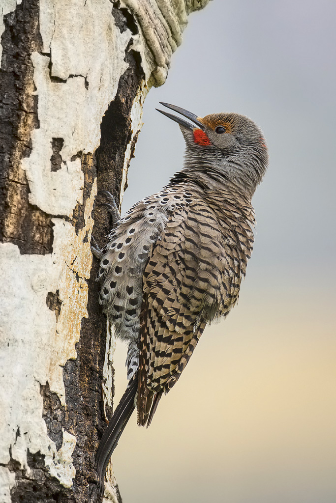 Male flicker at nest cavity