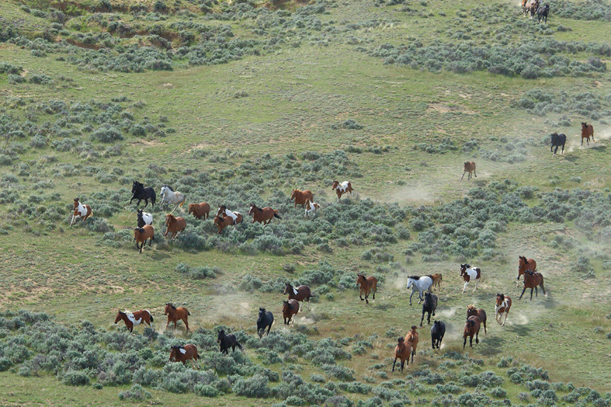 Wild Mustangs From Above