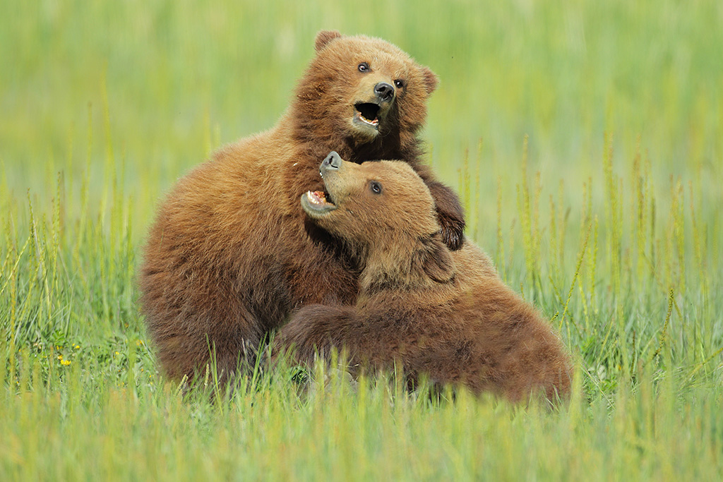 Spring cubs wrestling