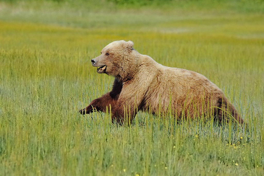 Sow fleeing meadow when boar arrives