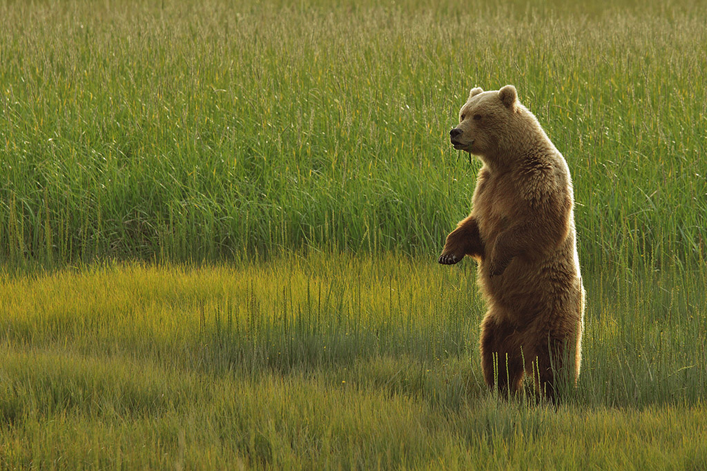 Sow (female) bear watching for danger