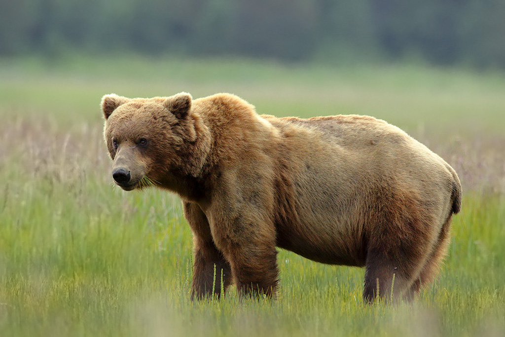 Male (boar) bear