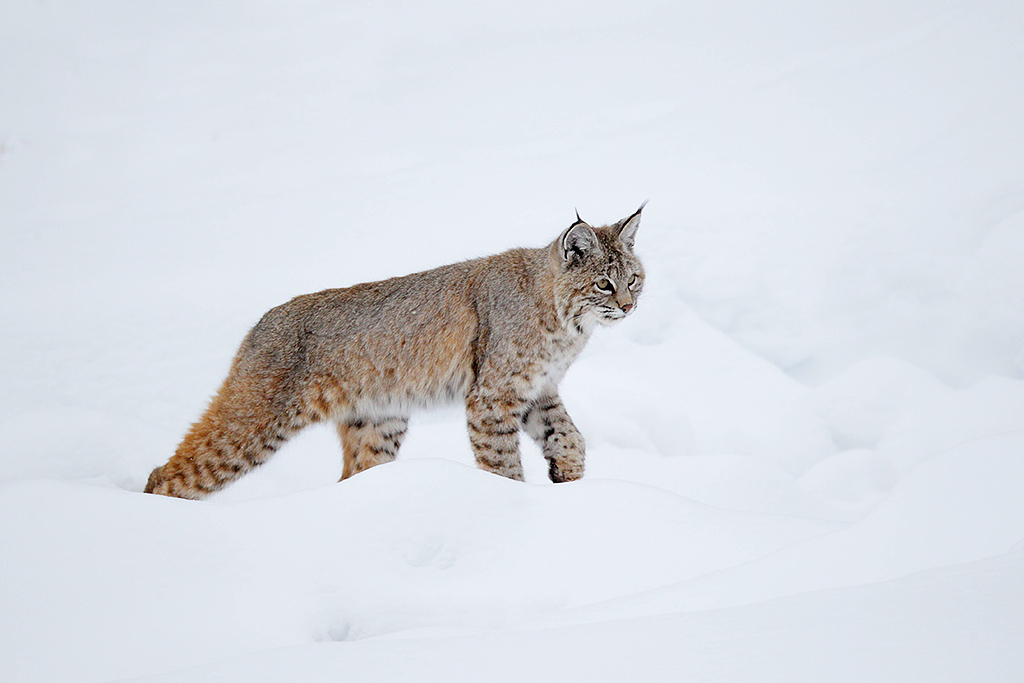 Bobcat in Yellowstone