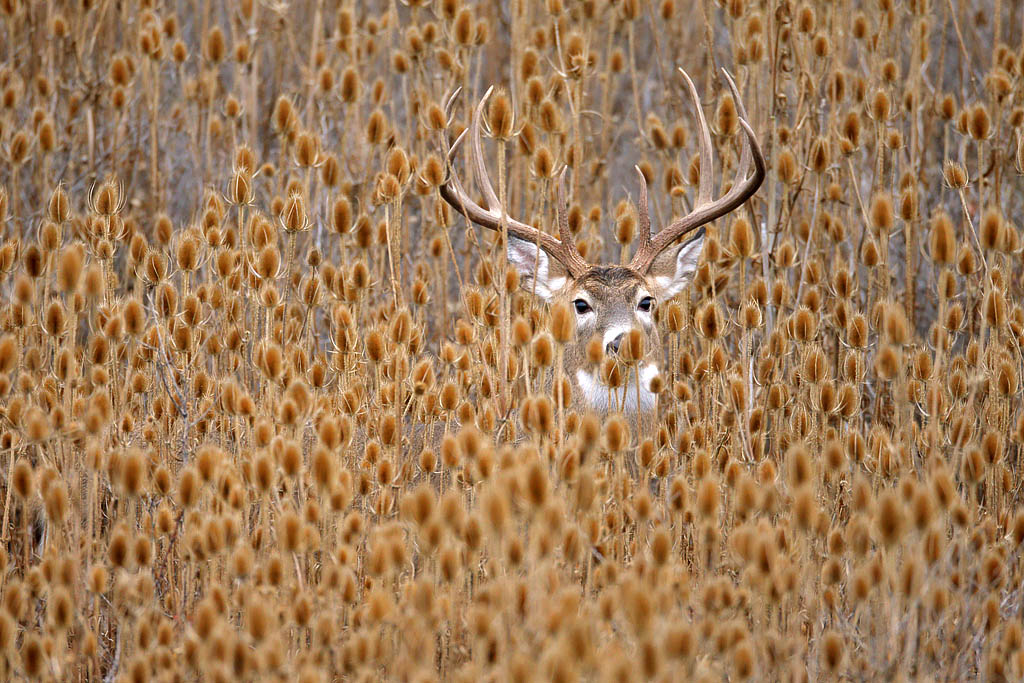 Exceptional Habitat