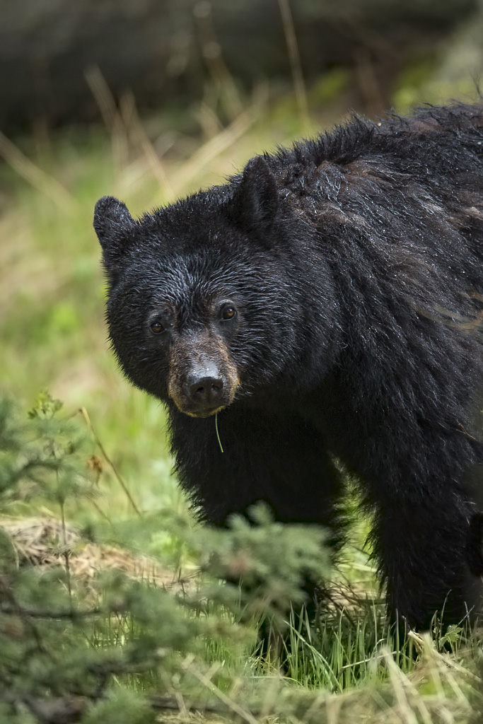 Sow black bear