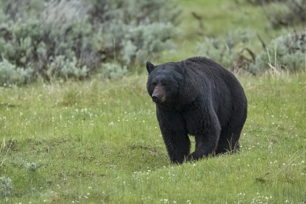 Black bear in Yellowstone