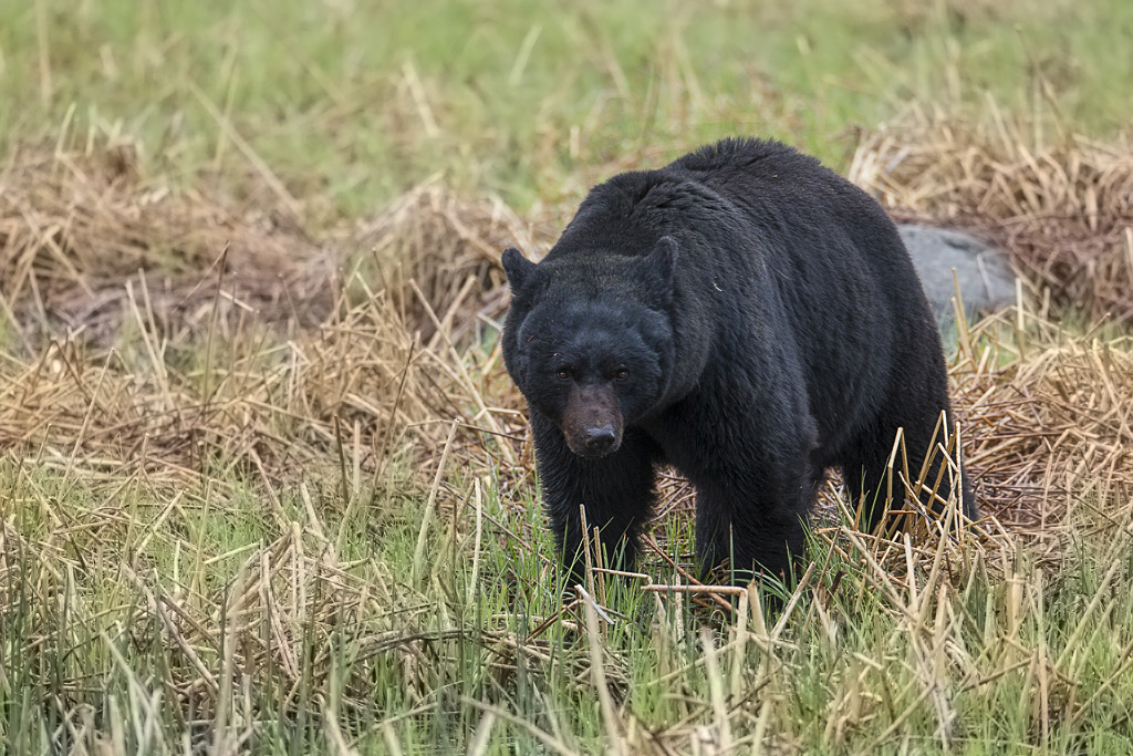 Black Bear Boar