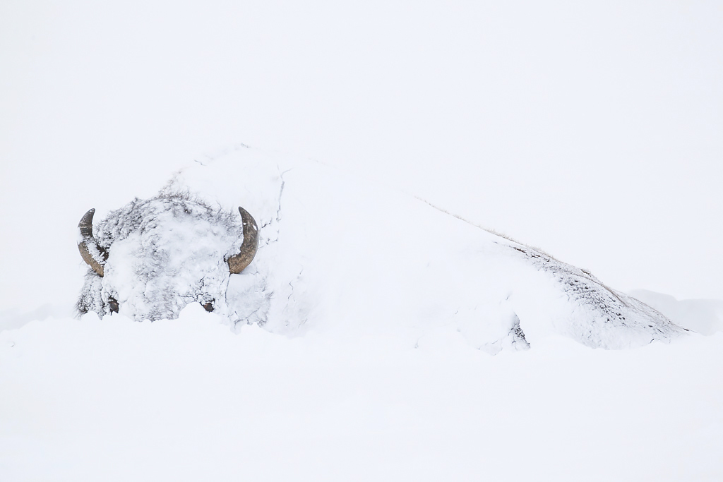 Bison after an overnight blizzard