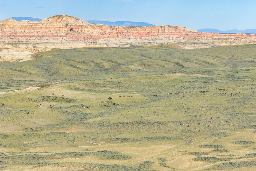 Wild mustangs in Wyoming