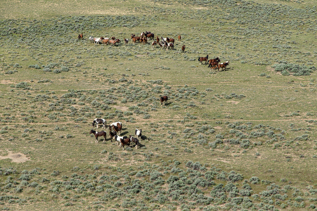 Aerial photos of wild mustangs in Wyoming