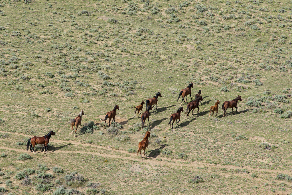 Aerial photos of wild mustangs in Wyoming