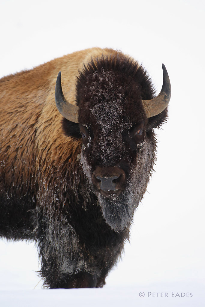 Frosty Bison in Winter