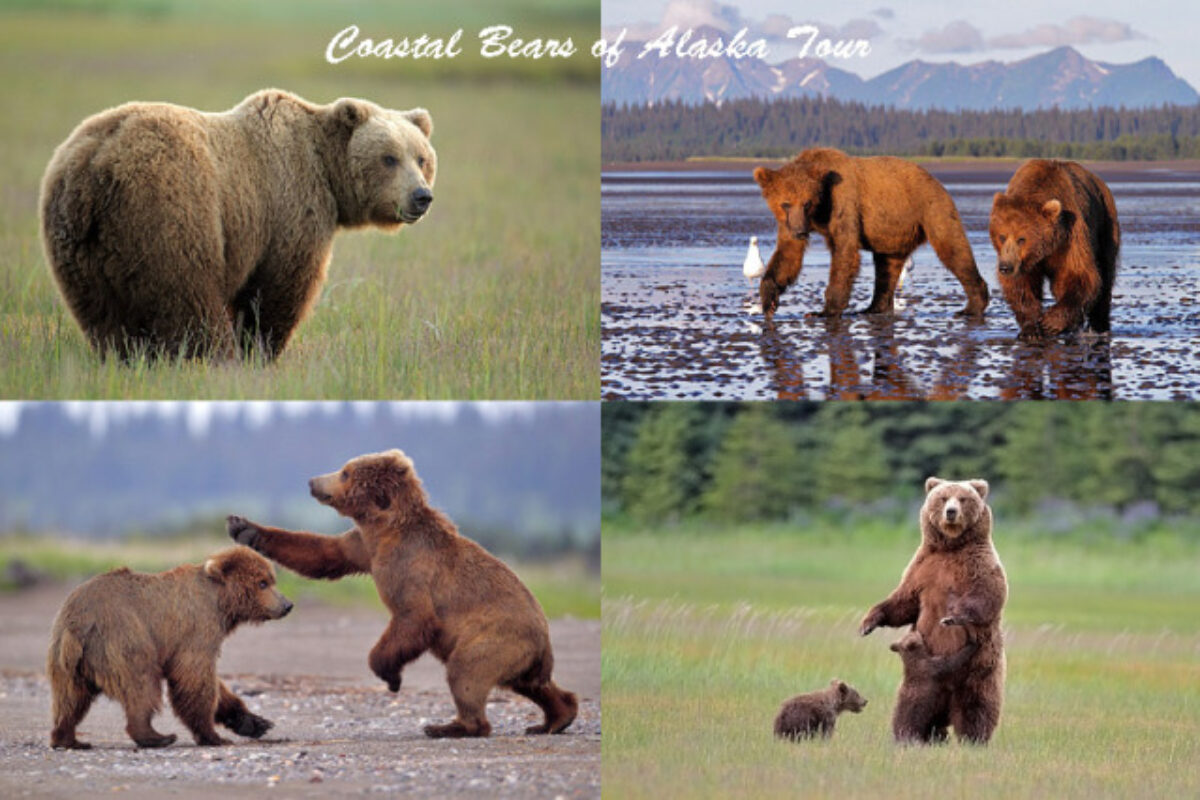 2017 “Coastal Brown Bears of Alaska”  Photo Tour