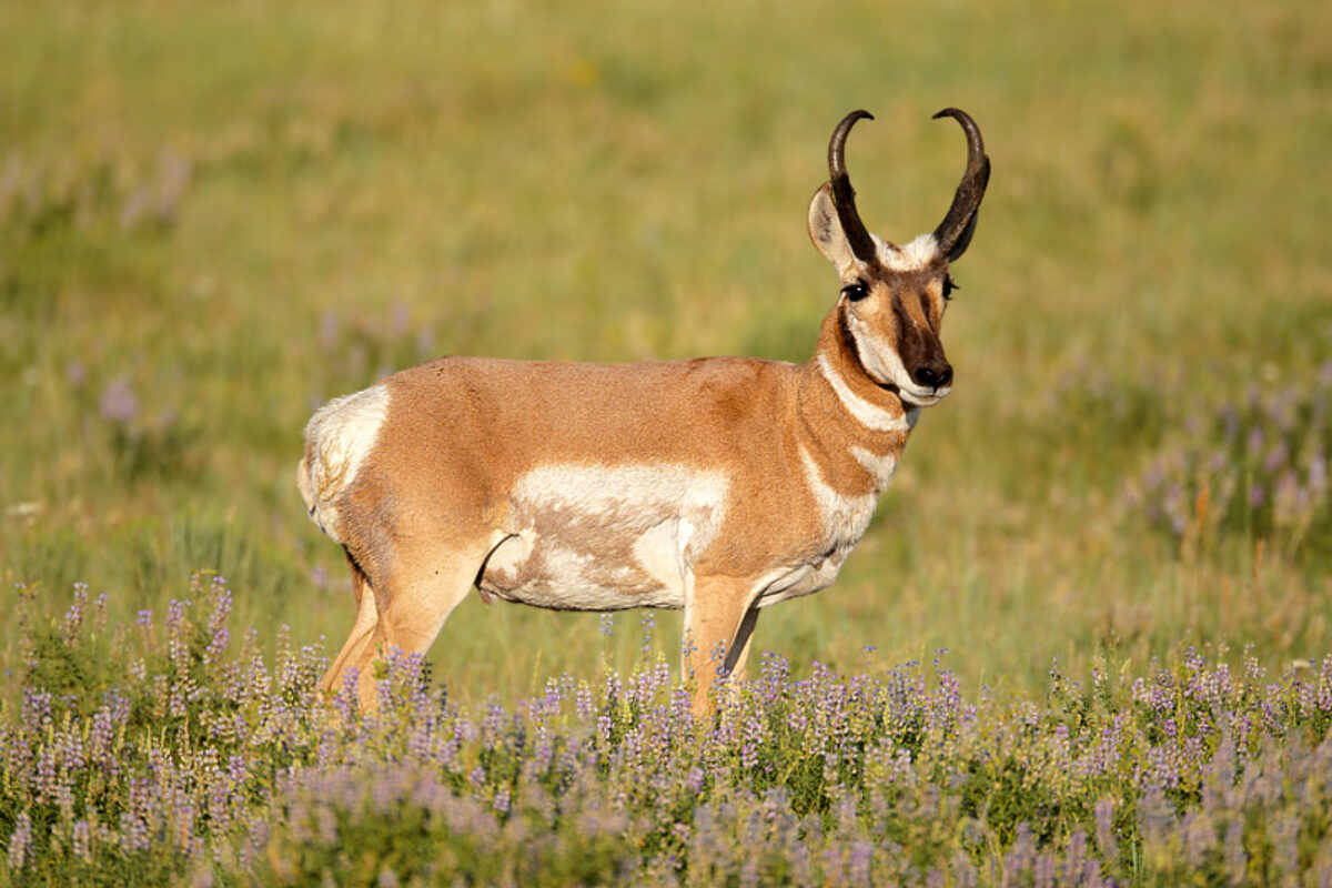 Pronghorn & Lupine