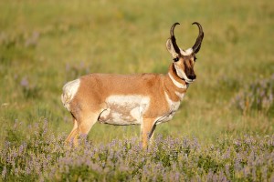 Pronghorn & Lupine