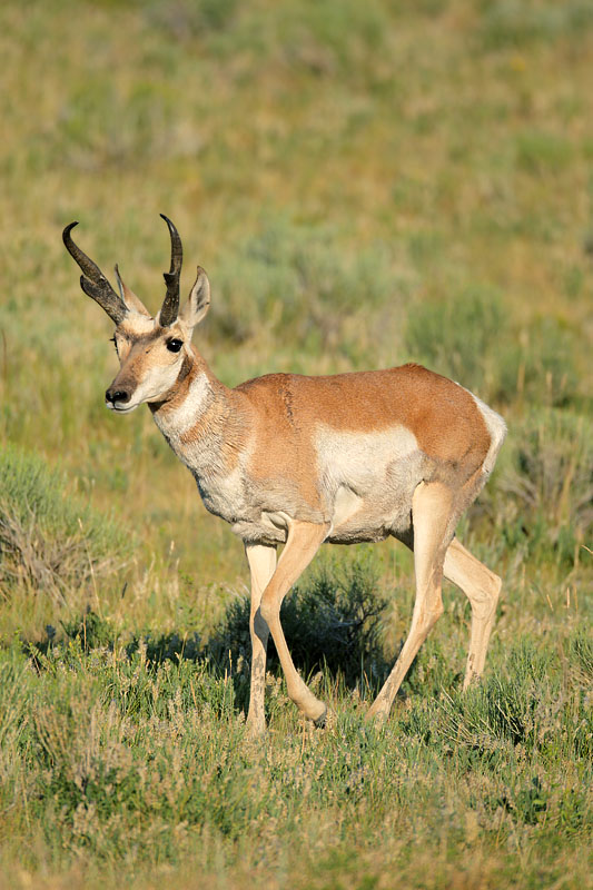 antelopebuck2