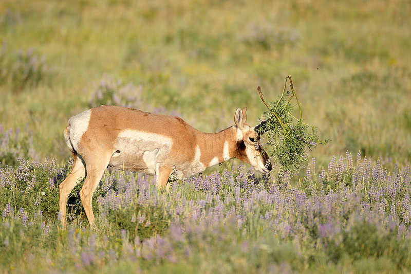 antelopebuck3