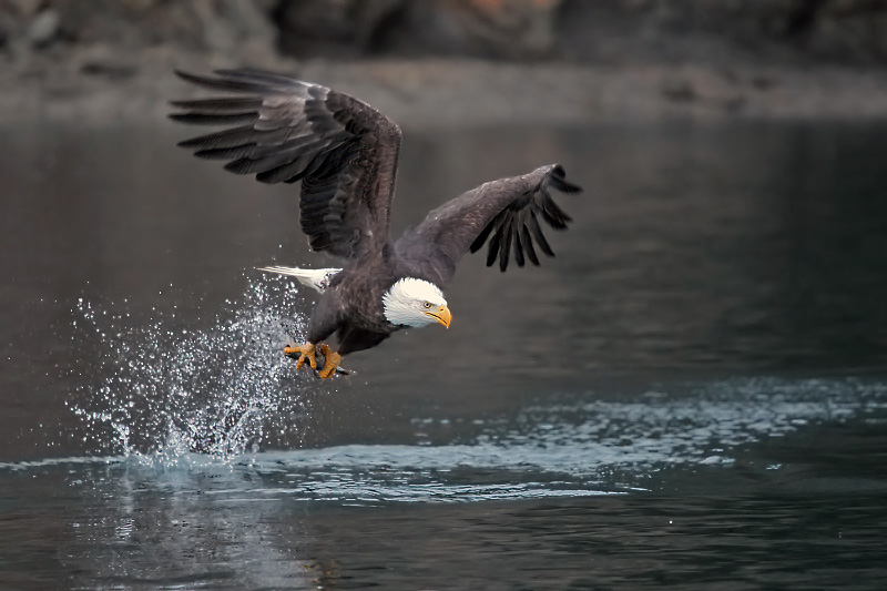 baldeaglefishing5