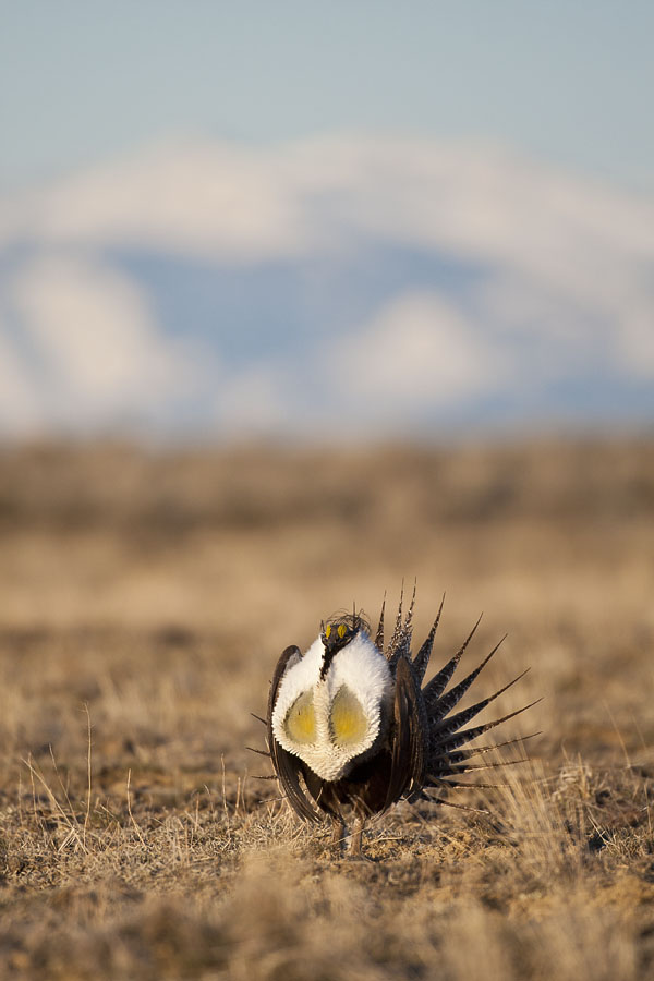 Sage Grouse along the Absaroka Front