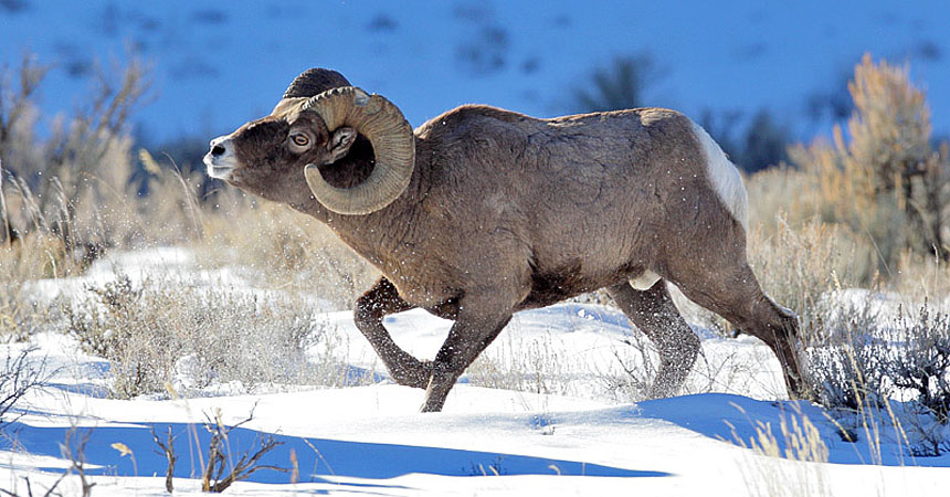 Bighorn ram in winter