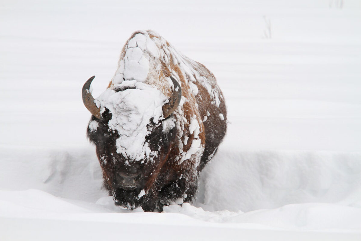 Yellowstone Winter Update