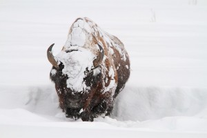 Yellowstone Winter Update