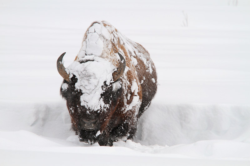 bison1