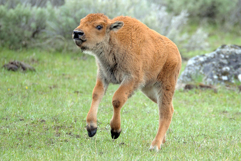 bisoncalf1