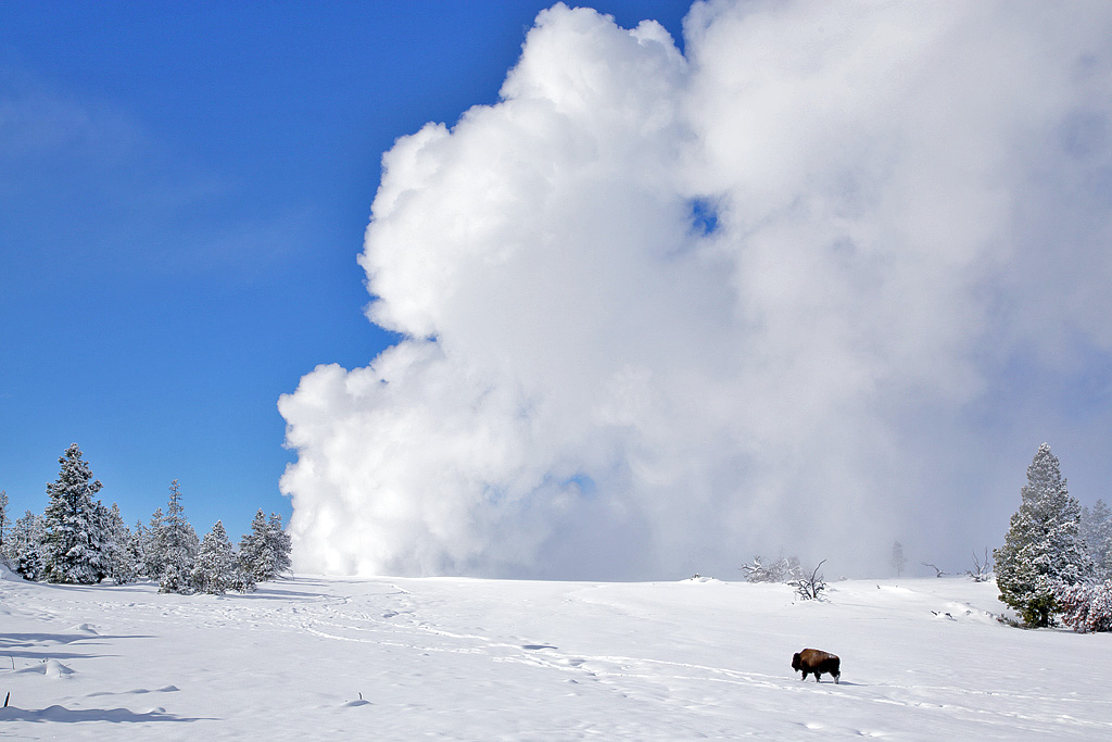 Bison & Geysers
