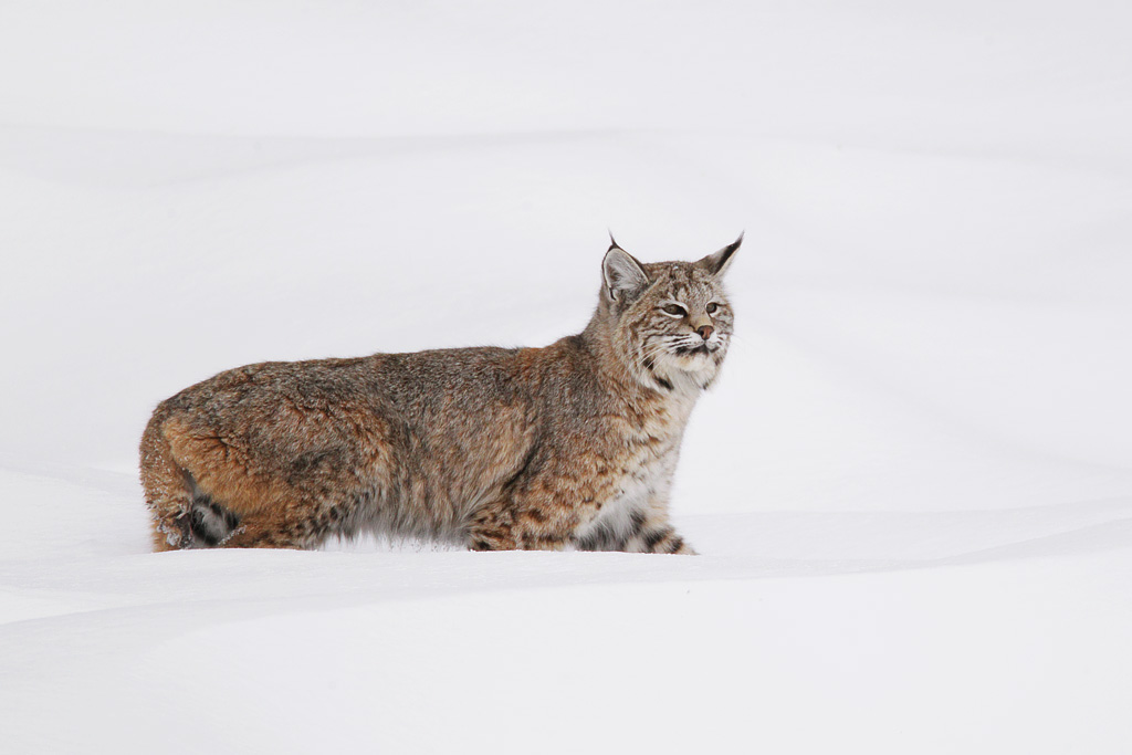 Alert Bobcat