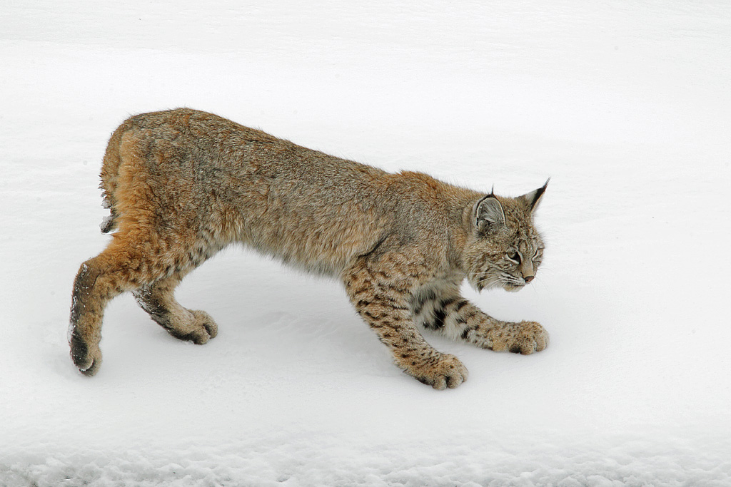 Madison River Bobcat