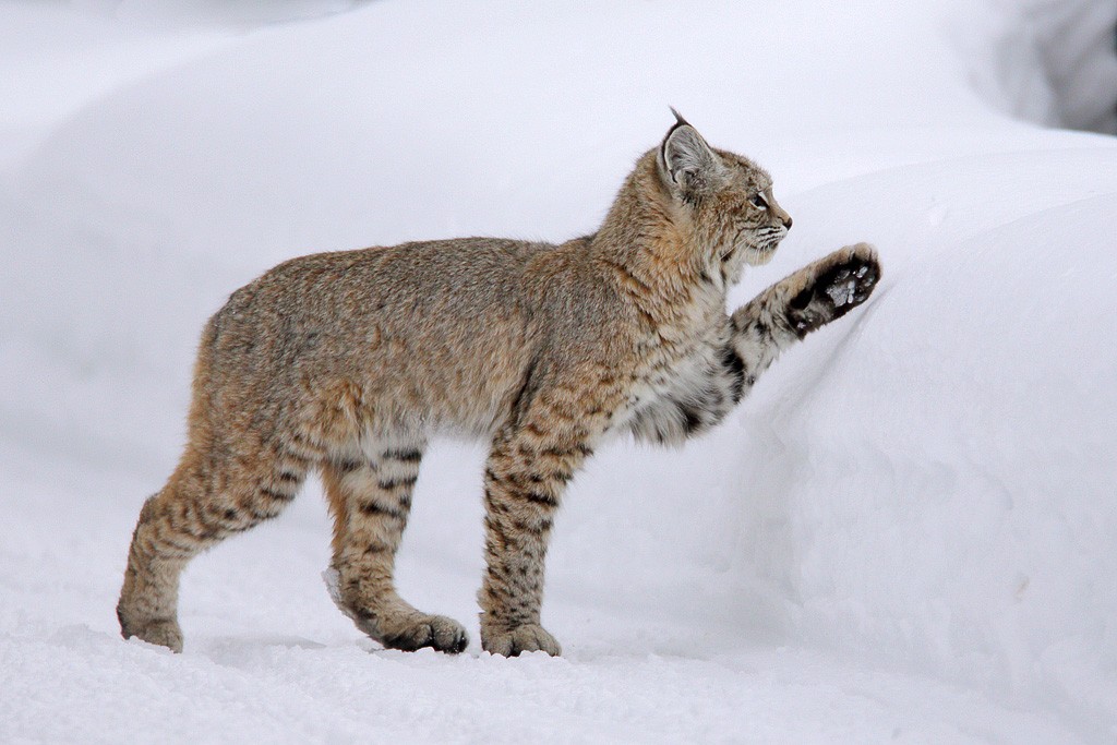 bobcat4