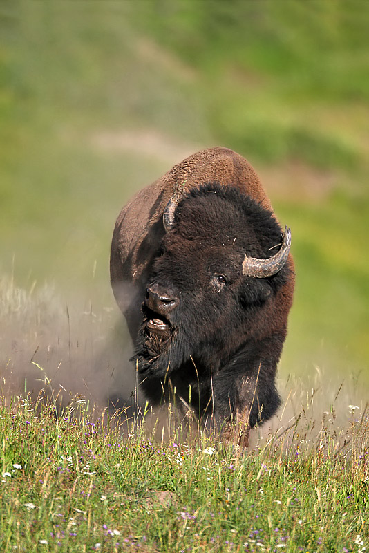 Yellowstone bull bison during rut