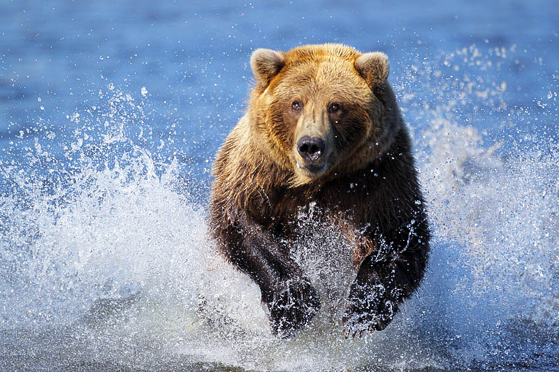 Alaskan Brown Bear Chasing Salmon
