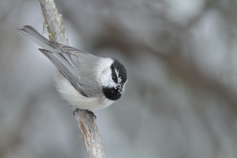 chickadee1