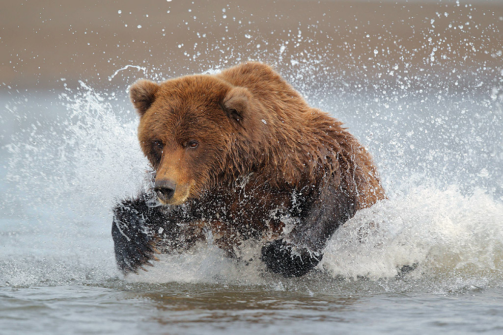 Alaskan brown bear chasing salmon
