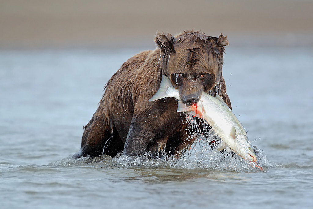 Brown bear with a silver salmon