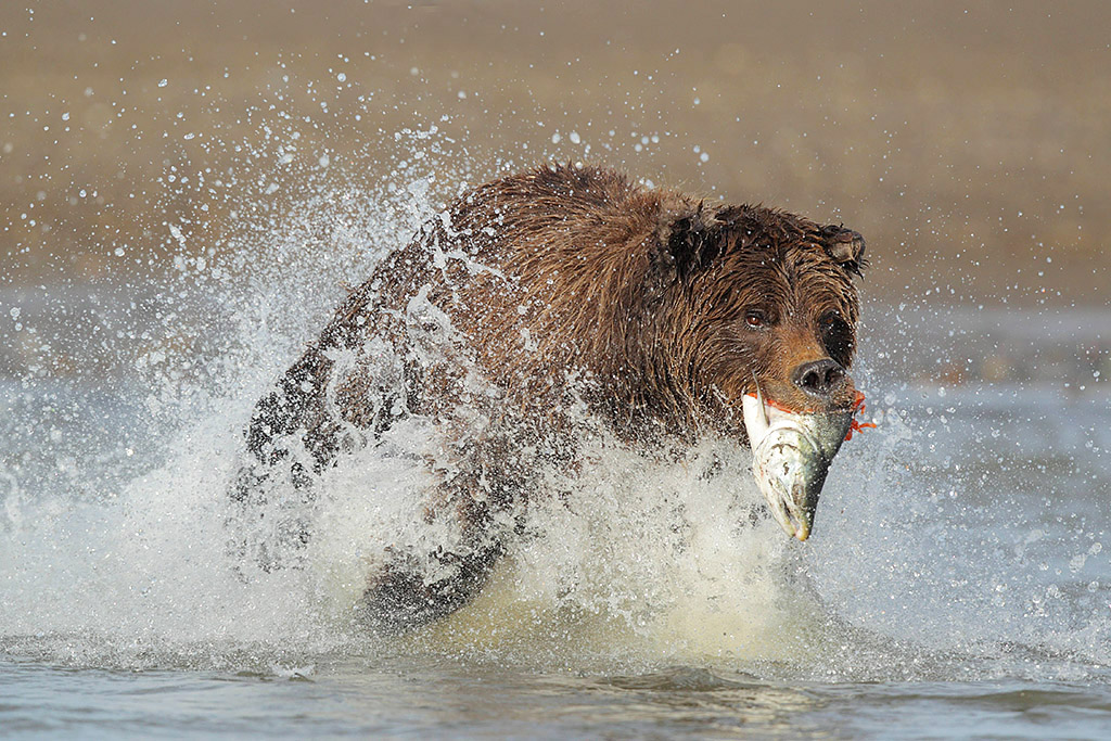 Still chasing salmon