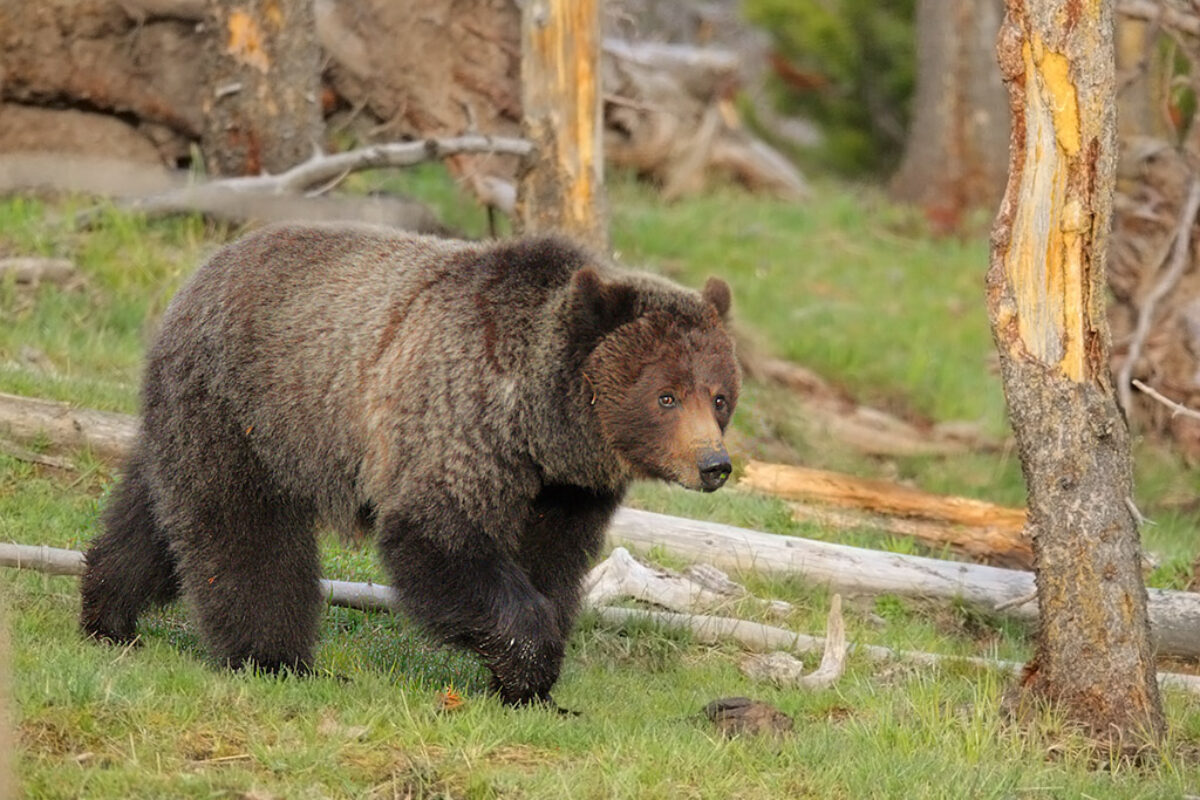 2026 “Yellowstone Bear Camp” May 16-24
