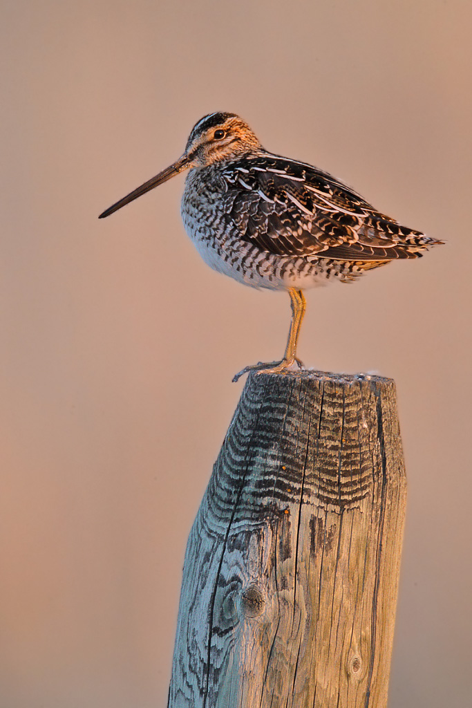 Common Snipe