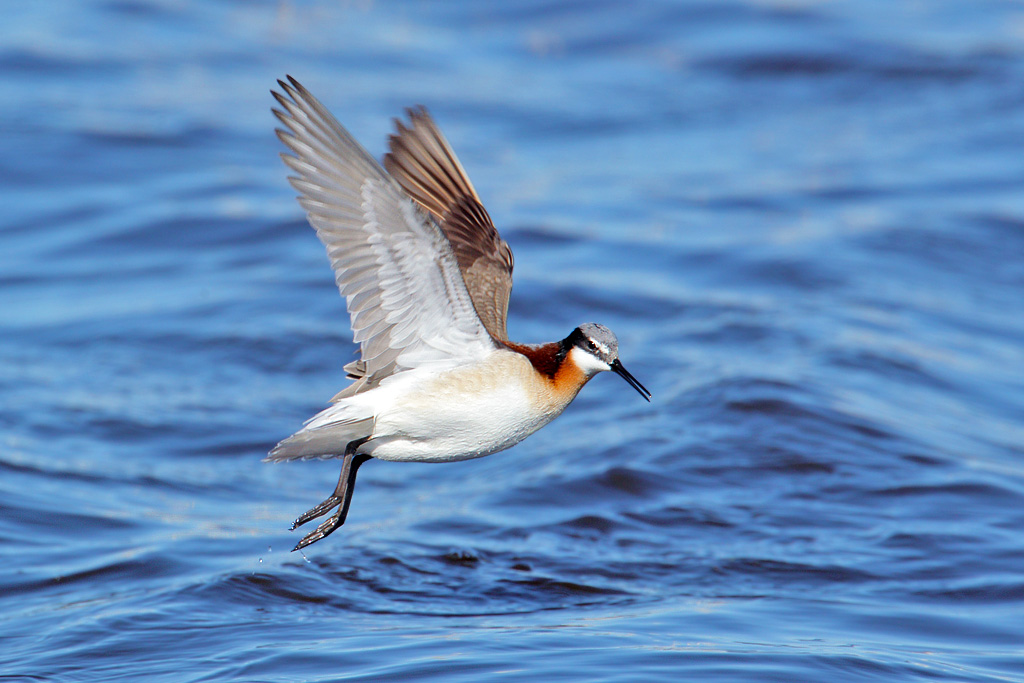 Flying Phalarope