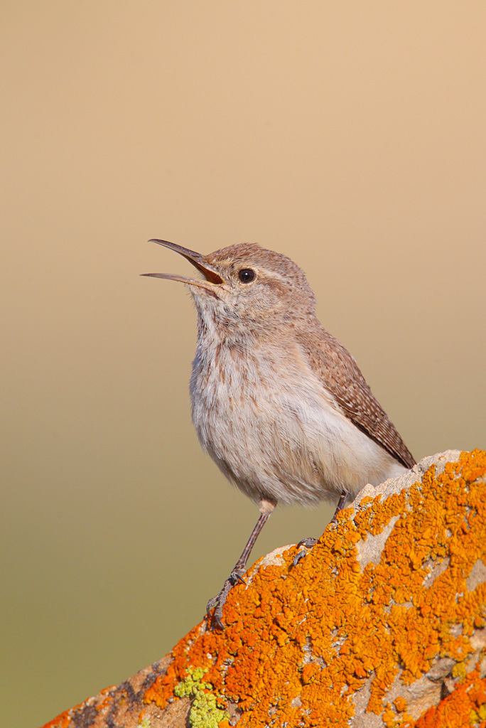 Singing Rock Wren