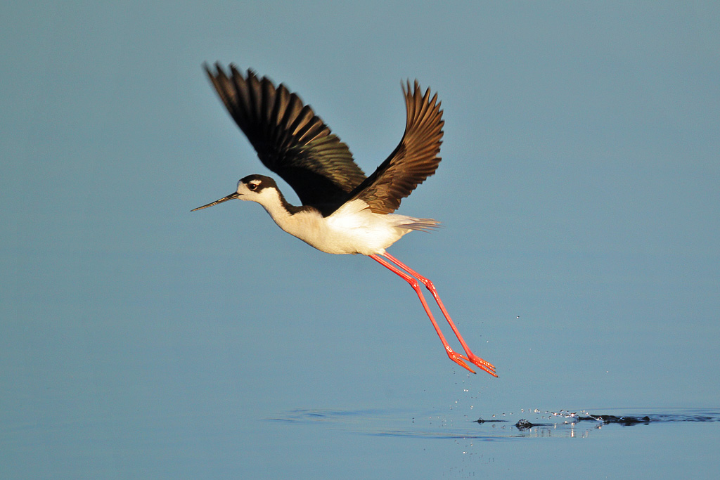 Stilt Takeoff