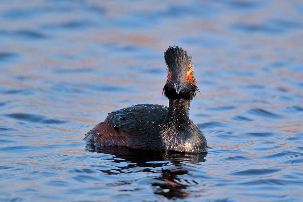 Eared Grebe