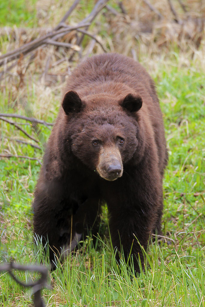 Black Bear Boar